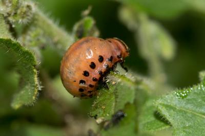 Doryphore (Le) Leptinotarsa decemlineata (Say, 1824)