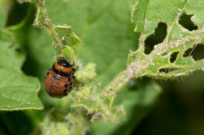 Doryphore (Le) Leptinotarsa decemlineata (Say, 1824)