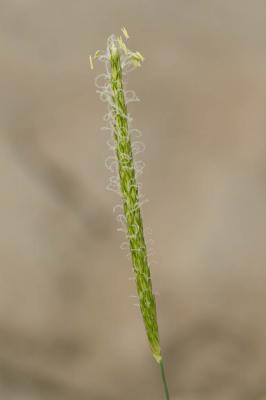 Phléole subulée Phleum subulatum (Savi) Asch. & Graebn., 1899