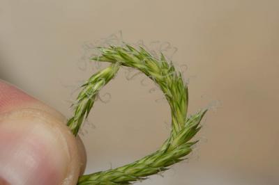 Phléole subulée Phleum subulatum (Savi) Asch. & Graebn., 1899