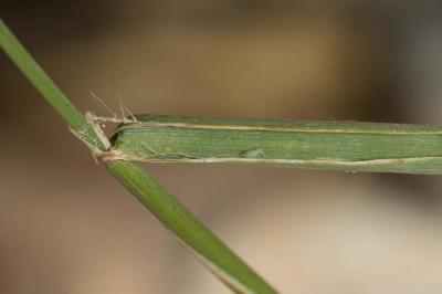Phléole subulée Phleum subulatum (Savi) Asch. & Graebn., 1899