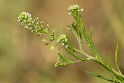 Passerage de Virginie Lepidium virginicum L., 1753