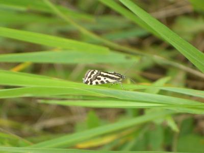 Arlequinette jaune (L') Acontia trabealis (Scopoli, 1763)