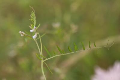 Vesce hérissée, Ers velu Vicia hirsuta (L.) Gray, 1821