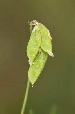 Vesce hérissée, Ers velu Vicia hirsuta (L.) Gray, 1821