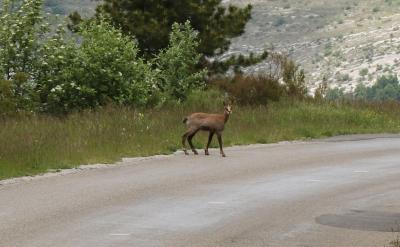 Chamois Rupicapra rupicapra (Linnaeus, 1758)
