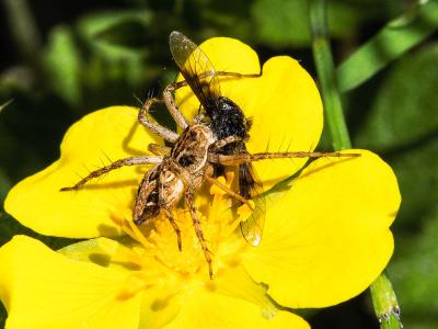 Araignée-lynx Oxyopes heterophthalmus (Latreille, 1804)