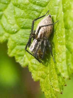  Oxyopes lineatus Latreille, 1806