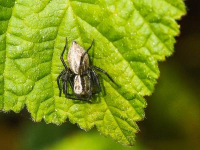  Oxyopes lineatus Latreille, 1806