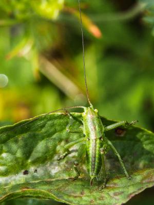 Grande Sauterelle verte, Sauterelle verte (des pré Tettigonia viridissima (Linnaeus, 1758)