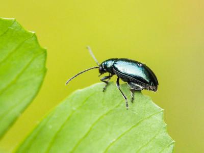  Altica oleracea oleracea (Linnaeus, 1758)