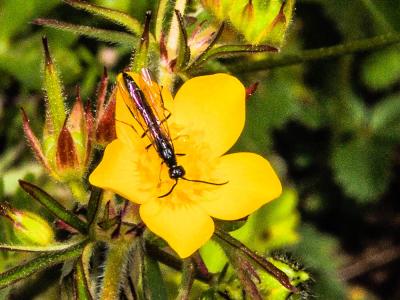  Cephidae Newman, 1834