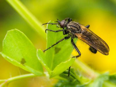 Empis marqueté Empis tessellata Fabricius, 1794