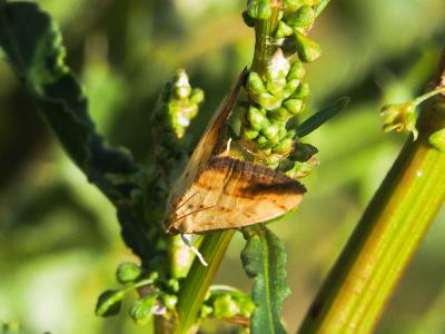  Evergestis extimalis (Scopoli, 1763)