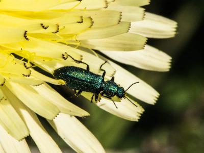 Psilothrix vert Psilothrix viridicoerulea (Geoffroy, 1785)