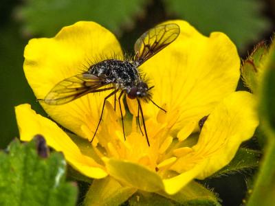  Bombylella atra (Scopoli, 1763)