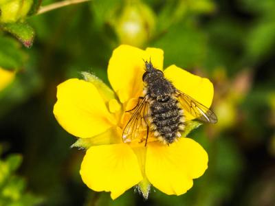  Conophorus virescens (Fabricius, 1789)