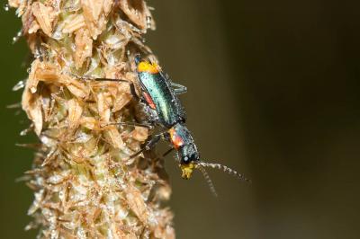  Clanoptilus marginellus (Olivier, 1790)