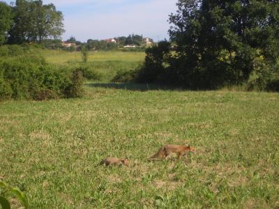 Renard roux Vulpes vulpes (Linnaeus, 1758)