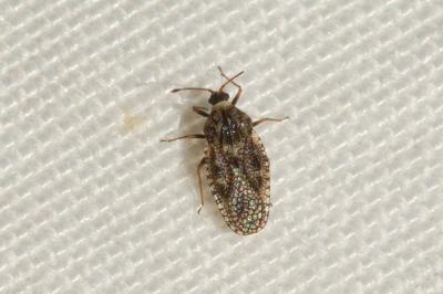  Dictyla humuli (Fabricius, 1794)