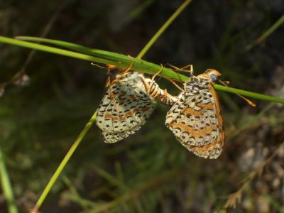 Mélitée orangée (La), Damier orangé (Le), Diane (L Melitaea didyma (Esper, 1778)