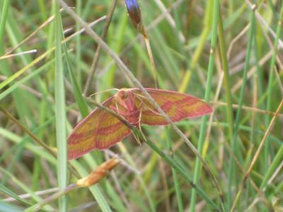 Phalène calabraise (La) Rhodostrophia calabra (Petagna, 1786)
