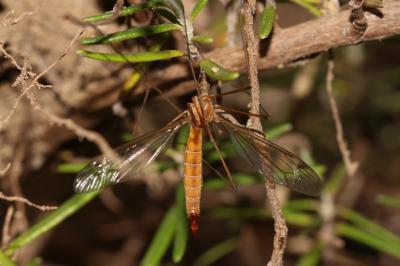 Tipule des prairies Tipula paludosa Meigen, 1830