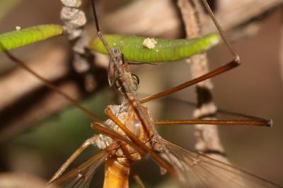 Tipule des prairies Tipula paludosa Meigen, 1830