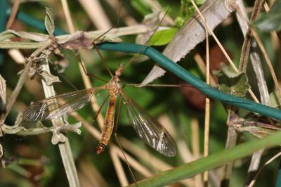  Tipula fascipennis Meigen, 1818
