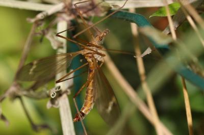  Tipula fascipennis Meigen, 1818