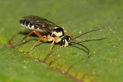  Syrphoctonus tarsatorius (Panzer, 1809)