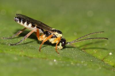  Syrphoctonus tarsatorius (Panzer, 1809)