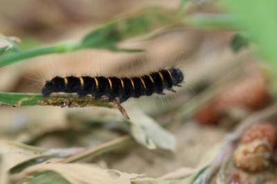 Bombyx de la Ronce (Le), Polyphage (La) Macrothylacia rubi (Linnaeus, 1758)