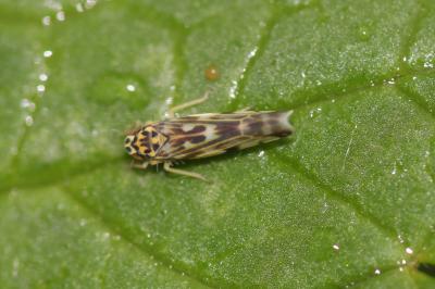  Eupteryx urticae (Fabricius, 1803)