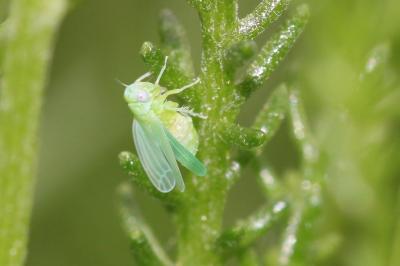 Cicadelles Cicadellidae Latreille, 1802