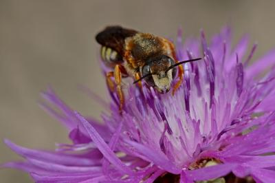  Rhodanthidium septemdentatum (Latreille, 1809)