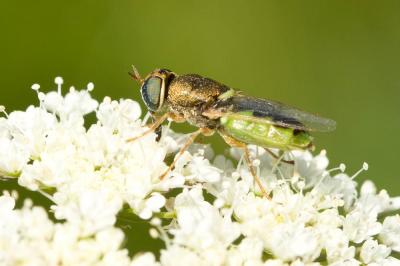  Odontomyia angulata (Panzer, 1798)