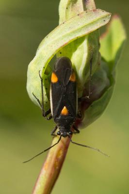  Capsodes gothicus (Linnaeus, 1758)