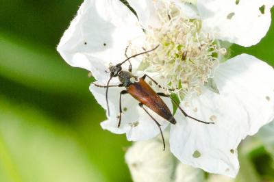  Stenurella bifasciata (Müller, 1776)
