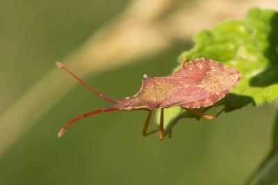  Haploprocta sulcicornis (Fabricius, 1794)