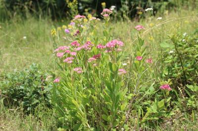 Herbe de saint Jean Hylotelephium telephium (L.) H.Ohba, 1977