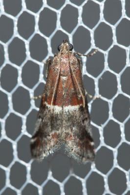  Acrobasis marmorea (Haworth, 1811)