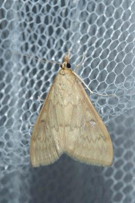  Ostrinia nubilalis (Hübner, 1796)