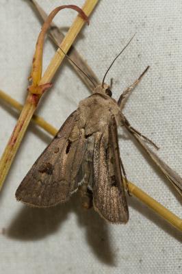 Point d'Exclamation (Le) Agrotis exclamationis (Linnaeus, 1758)