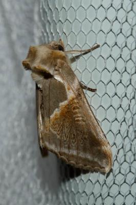 Râtissée (La) Habrosyne pyritoides (Hufnagel, 1766)