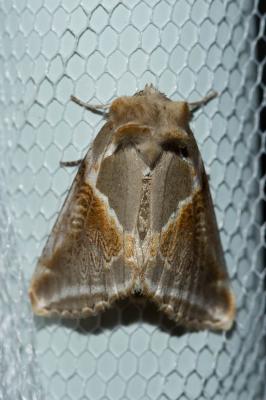 Râtissée (La) Habrosyne pyritoides (Hufnagel, 1766)