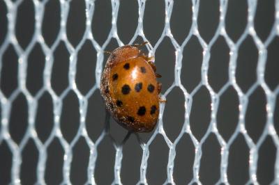  Subcoccinella vigintiquatuorpunctata (Linnaeus, 1758)