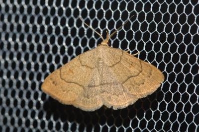 Herminie dérivée (L') Paracolax tristalis (Fabricius, 1794)