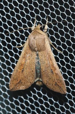 Leucanie orbicole (La) Mythimna unipuncta (Haworth, 1809)