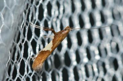  Caloptilia stigmatella (Fabricius, 1781)